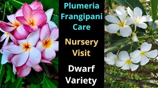 Plumeria Champa Frangipani Plant Care Dwarf Varieties Best Fragrant plant in India [upl. by Asinla]