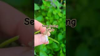 Seed Saving Series Catnip seedpreservation seedsaving Catnip [upl. by Aket]