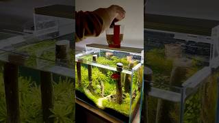 Filter cleaning aquarium aquascape fishkeeping bettafish fish fishtank [upl. by Adilen]