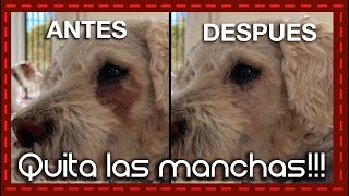 ¡Adiós a las manchas Remedios caseros para eliminar las manchas de los ojos de tu perro [upl. by Kandy]