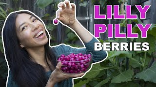 Lilly Pilly Can Bear Over 170 LBS of Fruits Review  Harvest [upl. by Eniffit]