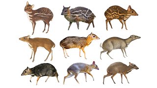 Species of MouseDeers Chevrotains  Family Tragulidae [upl. by Enawtna]