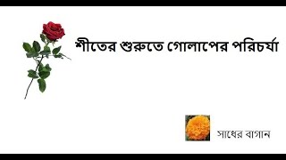 শীতের শুরুতে গোলাপের পরিচর্যা  Rose Plant Care [upl. by Hound843]