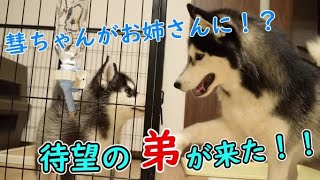 【子犬】彗ちゃん、お姉さんになります！仲良くできるのか！？【お迎え】 [upl. by Nylirak792]