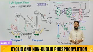 Light dependent reactions  Non cycle and cycle phosphorylation  chemiosmosis [upl. by Aydidey537]