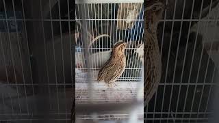 Coturnix quail crowing roostercrow [upl. by Norling706]