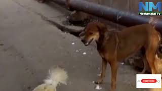 NM Nagarvalam  Dog Vs Cock Cock got victory  NM TV [upl. by Necila]