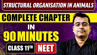 STRUCTURAL ORGANISATION IN ANIMALS in 90 Minutes  Full Chapter Revision  Class 11 NEET [upl. by Stockwell119]