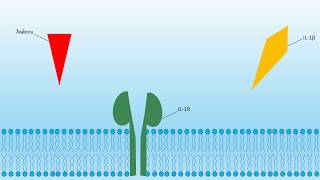 Interleukins and the Immune System [upl. by Doss]