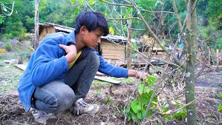 Adhiraj Caring little Chayote plant  Adhiraj planted Chayote plant in goat hutManjitamrnati [upl. by Cynar]