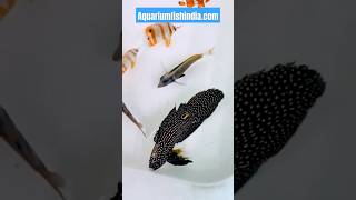 Imported Marine fish Wholesale marineaquarium saltwateraquarium marinelife fishaquarium betta [upl. by Ricketts]