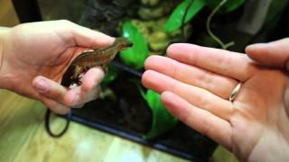 Malaysian Cat Eyed Gecko Handling Aeluroscalabotes felinus [upl. by Marpet850]