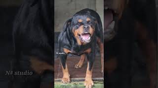 Angry dog barking video rottweiler dogsdogsdogs dog viral rottweiler trending explore [upl. by Dorman]