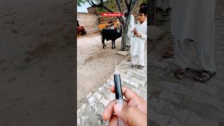 Ectoparasites  endoparasites  weight loss  anemia  animals cattledisease cowdisease vet cow [upl. by Lleuqar479]