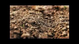 World Bank NoTill Agriculture Prevents Soil Erosion [upl. by Cohlette987]