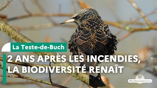 Deux ans après les incendies la biodiversité renaît à La TestedeBuch [upl. by Anaujal68]