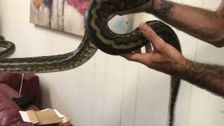 Dude Wakes up to 6ft Python on Him [upl. by Aieken]