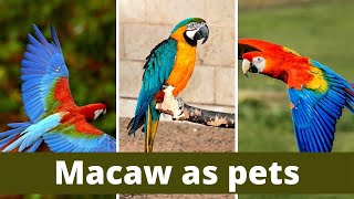 Macaw as pets  macaws as pets pros and cons  Different Types of Pet Macaws  macaw as pets facts [upl. by Ynaffit609]