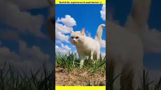 Cat Naps The Amazing Truth That Will Surprise Youquot facts cat amazingfacts shorts shortvideo [upl. by Edita620]