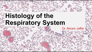 Histology of the respiratory system [upl. by Arammahs]