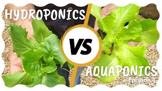 Hydroponics vs Aquaponics  Episode 4 [upl. by Nnylyoj253]