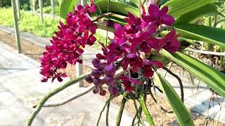 Rhynchostylis orchids กล้วยไม้สกุลช้าง รวมกล้วยไม้สกุลช้าง Rhynchostylis giganteaLindlRidl [upl. by Ecaj]