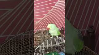 Raw parrot saying allah ho allah hoo youtube parrot youtubeshorts talkingparrot youtubechannel [upl. by Diandre811]