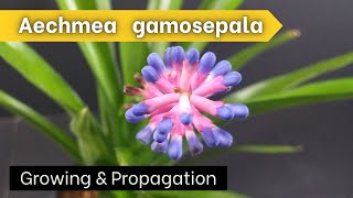 How to Grow Aechmea gamosepala Matchstick Bromeliad [upl. by Anwahs852]