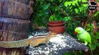 chipmunk objected to parrot [upl. by Llewkcor]