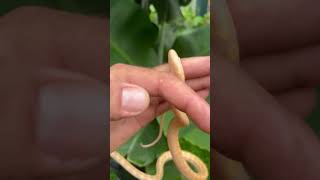 Het axanthic albino carpet python australianbeach australiancity dangerous reptiles goldcoast [upl. by Bartholomeo]