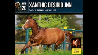 Lote 20  XANTHIC DESIRIO [upl. by Alie671]