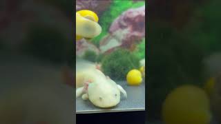 The best axolotl song ever [upl. by Rickart666]