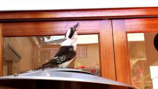 Impressive Kookaburra call [upl. by Bensen]