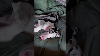 Great Dane Puppy Destroys Room While Mom Showers 🤣💩puppylife puppy homealone notinnocent [upl. by Atinauq]