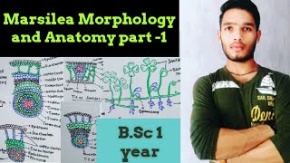 Morphology and Anatomy of Marsilea [upl. by Nissy]