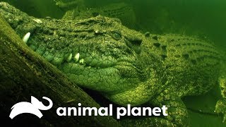 Ataque do crocodilo de água salgada  Perigo na Austrália  Animal Planet Brasil [upl. by Alleul]