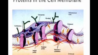 The Cell Membrane [upl. by Eimmij]