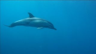 Nadando con delfines en libertadDiving with free dolphins [upl. by Dowlen]