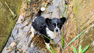 I found a puppy that had fallen into a ditch crying for help looking so pitiful [upl. by Navets904]