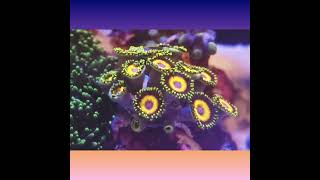 Zoanthids nanotank reeftank corals [upl. by Ariam]