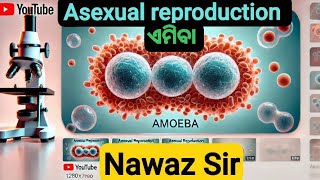 Asexual Reproduction  AMOEBA  ଅଲିଙ୍ଗୀ ଜନନ। [upl. by Kerwinn]