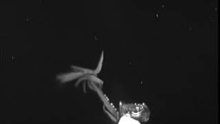 Here Be Monsters Giant Squid Sighting in Americas Backyard [upl. by Claudian]