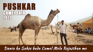 Pushkar Camel Fair 2023  Dunia ka Sabse Bada Camel Mela Rajasthan me [upl. by Juanne666]