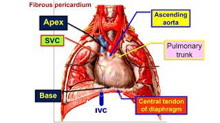 Fibrous pericardium  Pericardial sinuses [upl. by Airahs57]