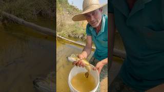 mais uma bruta de traíra🐟 para o lago fishing pesca pescaria peixe [upl. by Marchelle]