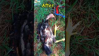 My very beloved Aseel chick died unfreezmyaccout viralvideo youtubeshort youtuberecommendations [upl. by Deden]