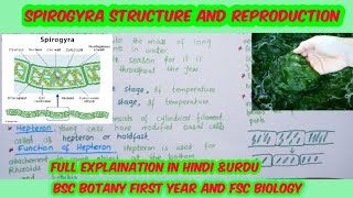 Spirogyrabiology lectureReproduction in spirogyraBSc botany first year [upl. by Artair]