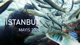 İstanbul Kıyılarında İnanılmaz Balık Sürüleri ve Levrekler  Mayıs 2024 [upl. by Koetke]