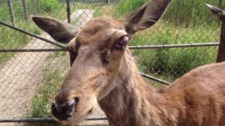 LCA Marineland Canada Investigation Leads to 11 Counts of Animal Cruelty [upl. by Drucy]