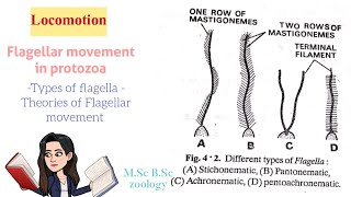 LocomotionFlagellar movement in protozoaTypes of Flagella Theories of Flagellar movt MSc BSc [upl. by Ahsya]